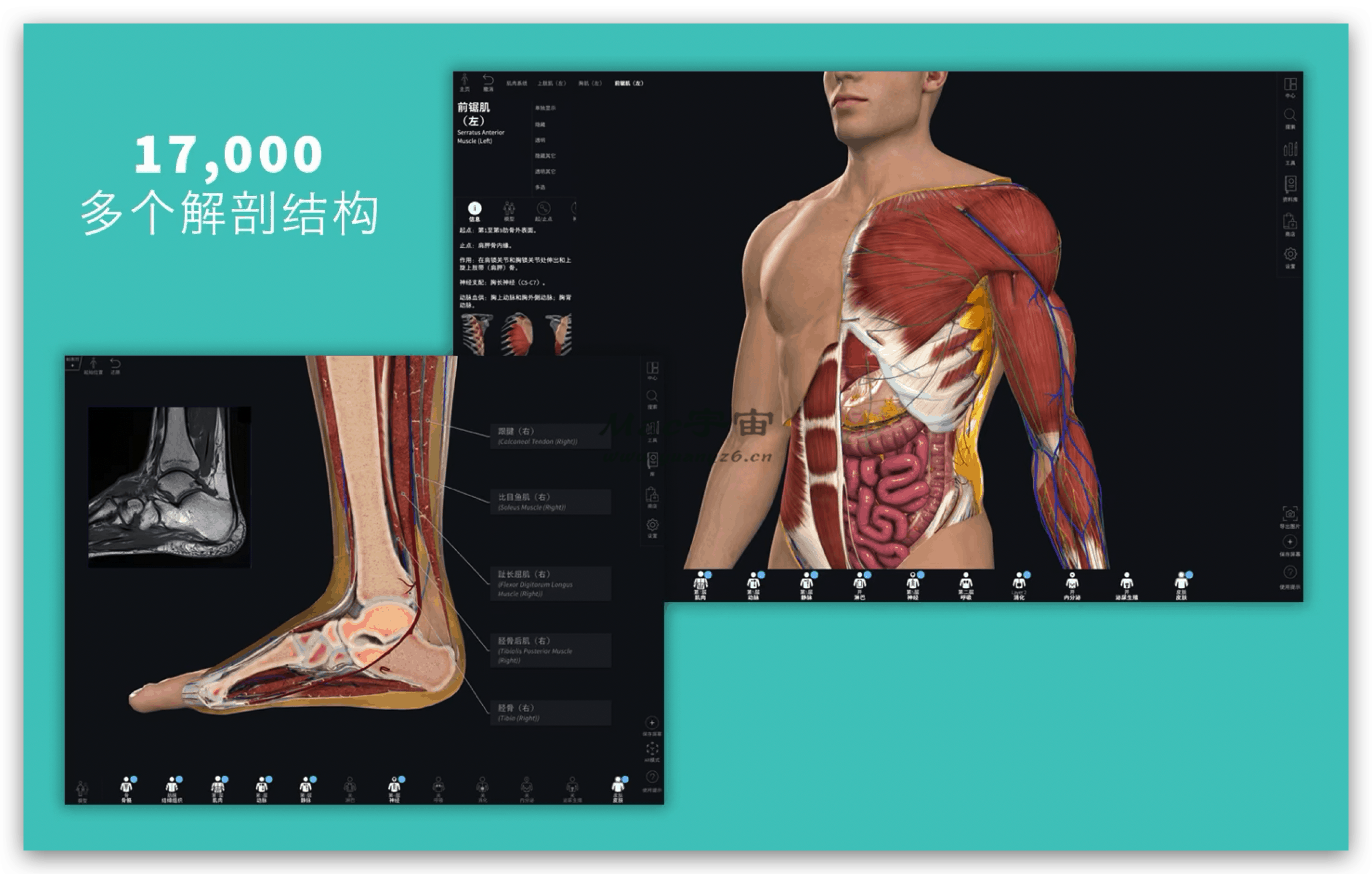 Complete Anatomy 2019 for Mac v4.0.1 破解版 3D医学人体模型