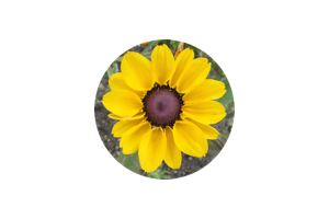 MesaExif for Mac v2.4.21 破解版 元数据处理工具