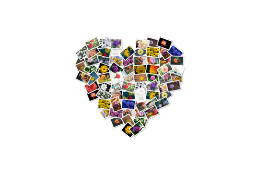 FigrCollage for Mac v3.3.7 中文破解版 将照片拼成任意形状的照片墙